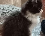 Кошки в Хабаровске: Котик  Девочка, 300 руб. - фото 2