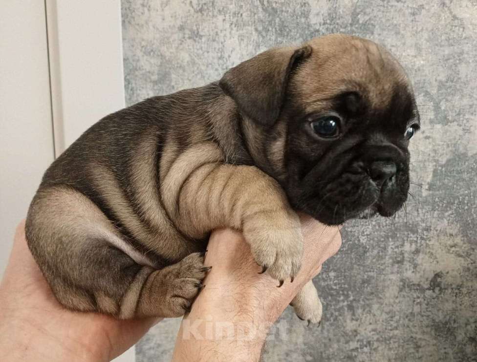 Собаки в Каменске-Уральском: Молния Девочка, 30 000 руб. - фото 4