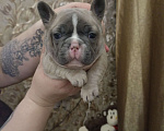 Собаки в Москве: Французский бульдог Мальчик, Бесплатно - фото 9