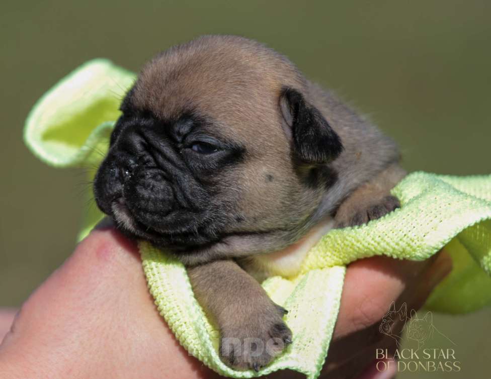 Собаки в Санкт-Петербурге: Щенки французского бульдога Разнополые, 80 000 руб. - фото 4