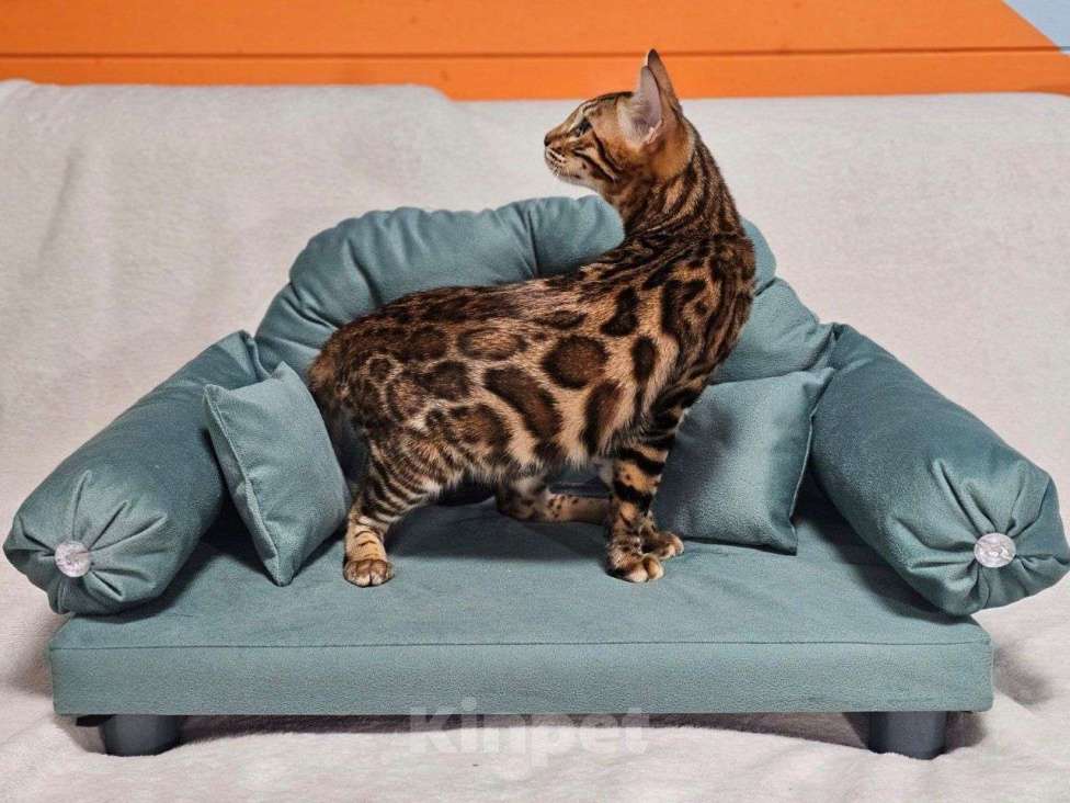 Кошки в Москве: Бенгальский котёнок Хантер Мальчик, 25 000 руб. - фото 8