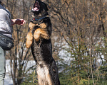 Собаки в других городах Московской области: Щенок немецкой овчарки рабочего разведения Девочка, 80 000 руб. - фото 6