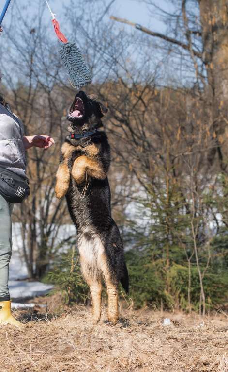 Собаки в других городах Московской области: Щенок немецкой овчарки рабочего разведения Девочка, 80 000 руб. - фото 6
