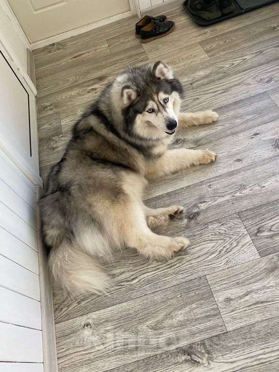 Собаки в Фрязино: Необыкновенный Барни маламут в дар Мальчик, Бесплатно - фото 4