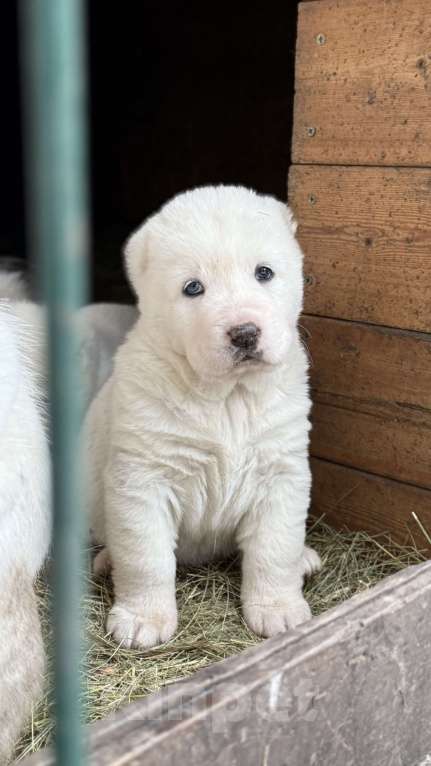 Собаки в Красноярске: Девочка Девочка, 40 000 руб. - фото 1