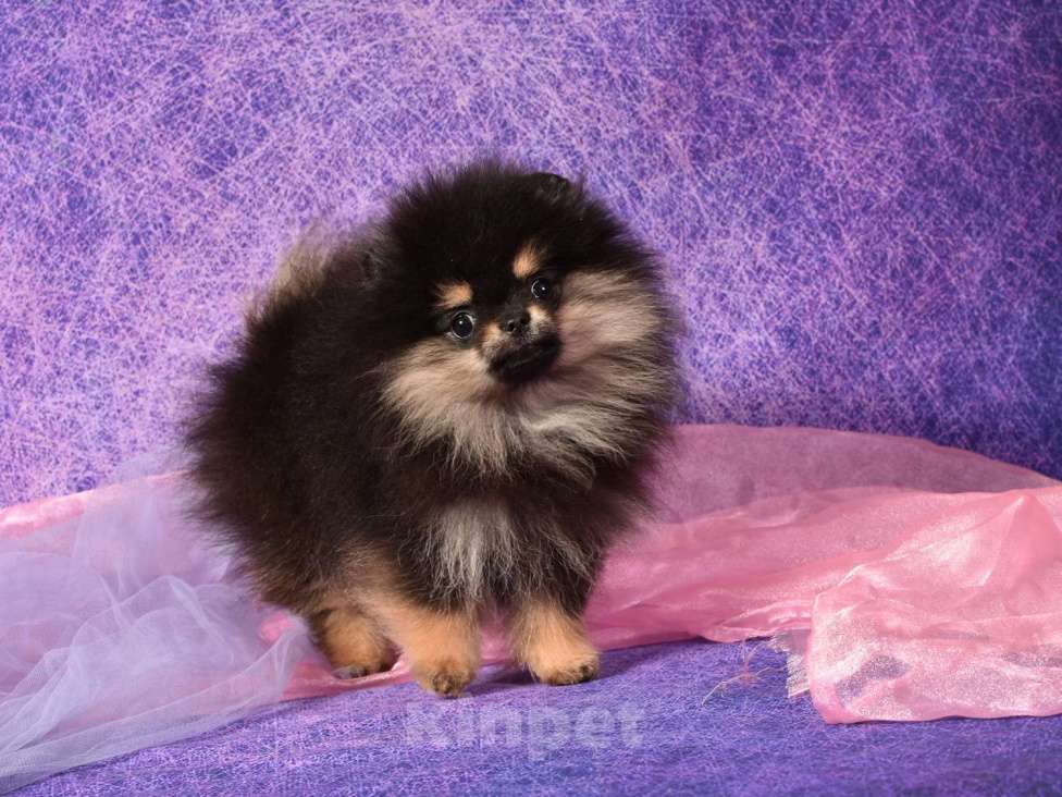 Собаки в Москве: Померанский шпиц девочка Принцесса  Девочка, 50 000 руб. - фото 2