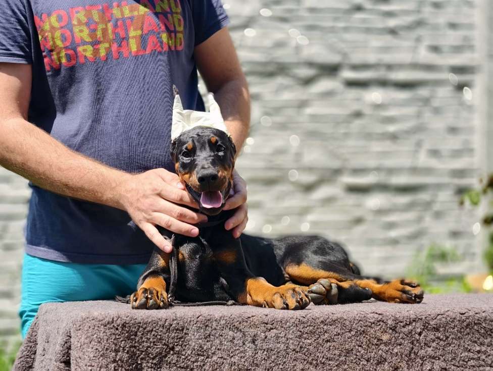 Собаки в Курске: Доберманы РКФ Девочка, Бесплатно - фото 4