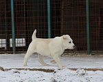 Собаки в Санкт-Петербурге: ЖАКУТ  Мальчик, 60 000 руб. - фото 7