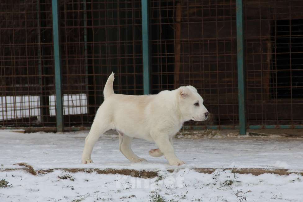 Собаки в Санкт-Петербурге: ЖАКУТ  Мальчик, 60 000 руб. - фото 7