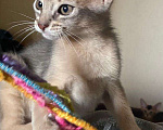 Кошки в Краснодаре: Абиссинские котята Девочка, 30 000 руб. - фото 2