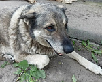 Собаки в Нижнем Новгороде: Собака в добрые руки Мальчик, Бесплатно - фото 4