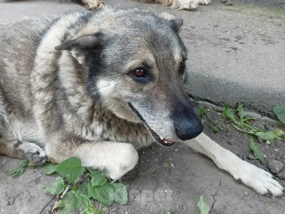 Собаки в Нижнем Новгороде: Собака в добрые руки Мальчик, Бесплатно - фото 4