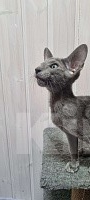 Кошки в Владимире: Ориентальный котёнок Мальчик, 60 000 руб. - фото 3