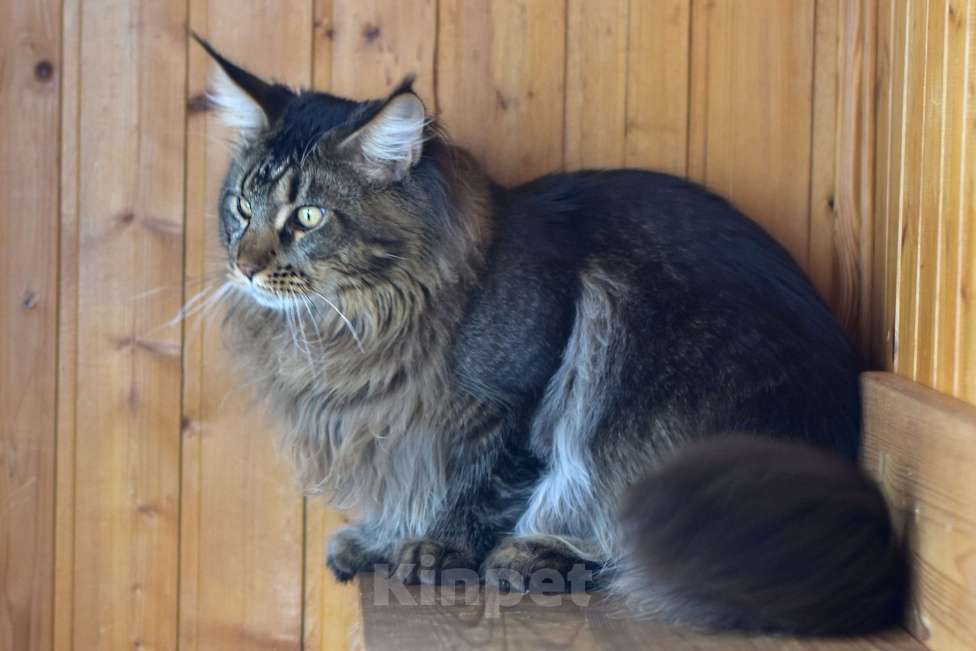 Кошки в Москве: Котенок 5 Мальчик, 1 руб. - фото 2