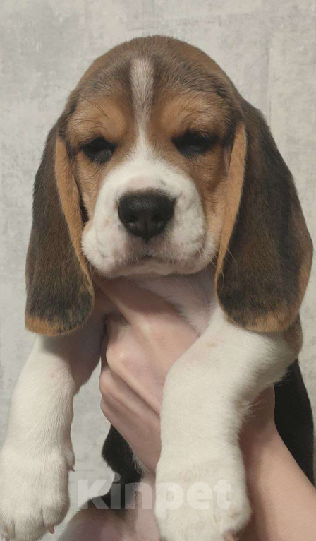 Собаки в Котласе: Щенки бигля Мальчик, 50 000 руб. - фото 1