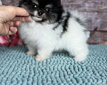Собаки в Чехове: щенки померанцы триколор РКФ Мальчик, 70 000 руб. - фото 5