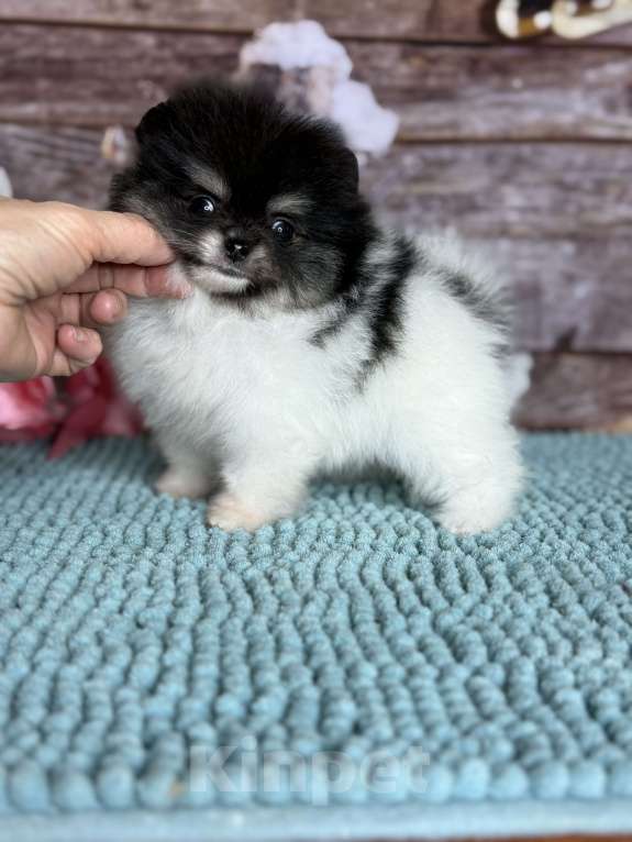 Собаки в Чехове: щенки померанцы триколор РКФ Мальчик, 70 000 руб. - фото 5