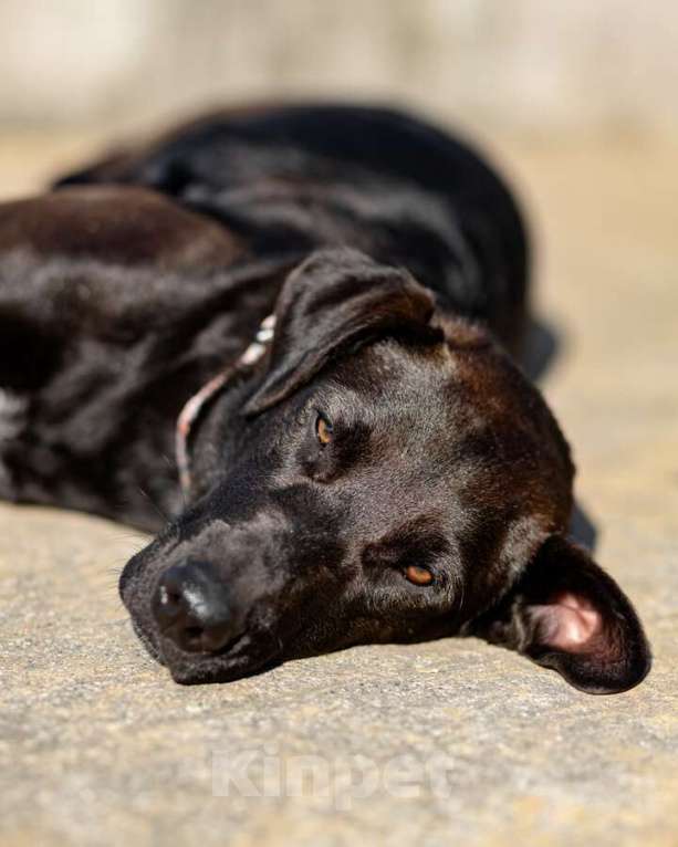 Собаки в Москве: Чудесная собачка Шоколадка ищет дом. Девочка, Бесплатно - фото 6
