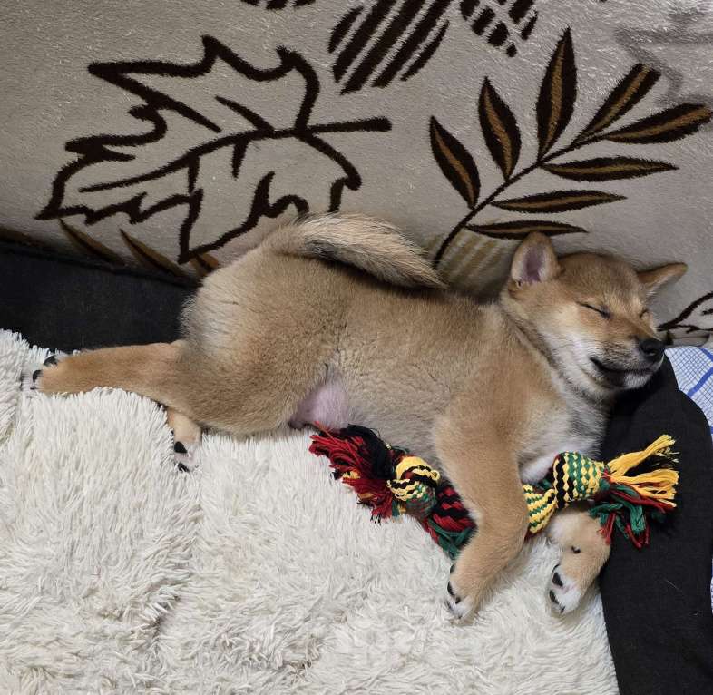 Собаки в Севастополе: Сибаину мальчик Мальчик, 45 000 руб. - фото 5