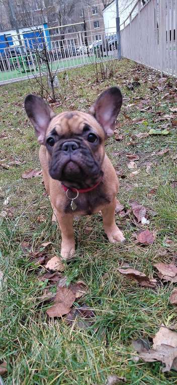 Собаки в Москве: Щенки французского бульдога Девочка, 49 999 руб. - фото 3