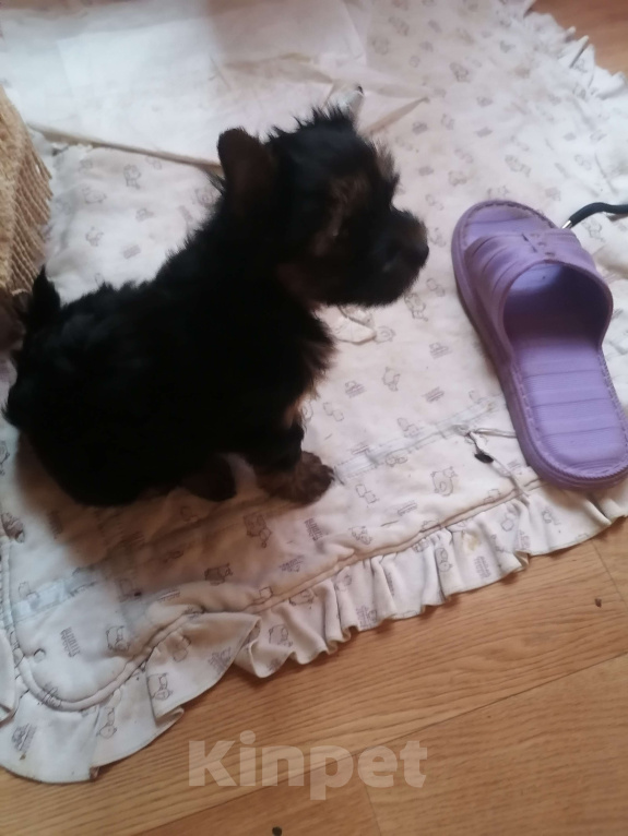 Собаки в Москве: Щенок йорка, мальчик Мальчик, 40 000 руб. - фото 3