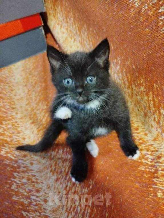 Кошки в Калуге: Котята в хорошие руки Мальчик, Бесплатно - фото 1