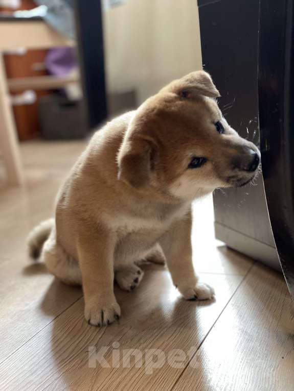 Собаки в Санкт-Петербурге: Щенок сиба-ину мальчик Мальчик, 70 000 руб. - фото 9