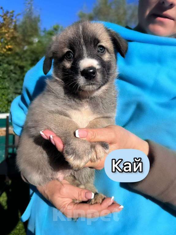 Собаки в Москве: Необыкновенной красоты щенки ищут свой дом Мальчик, 1 руб. - фото 4
