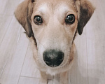 Собаки в Зеленограде: Бесплатно в добрые руки Найда Девочка, Бесплатно - фото 2