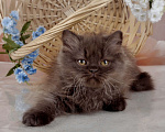 Кошки в Санкт-Петербурге: Британский котенок, девочка мулатка-шоколадка Девочка, 38 000 руб. - фото 6