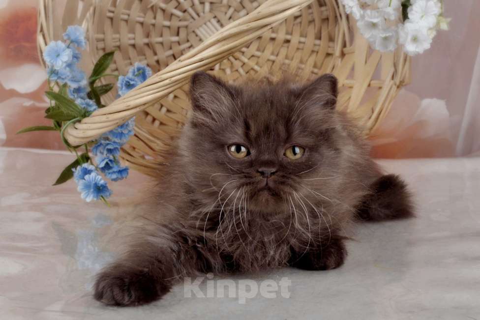 Кошки в Санкт-Петербурге: Британский котенок, девочка мулатка-шоколадка Девочка, 38 000 руб. - фото 6