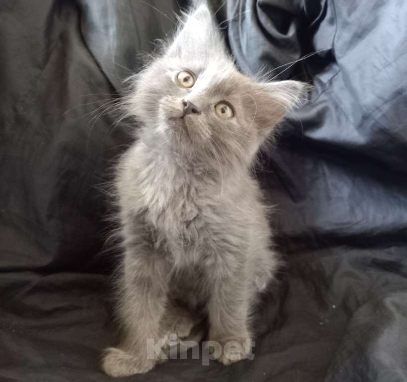 Кошки в Москве: ( Салават )  Домашний  котик  –  в  дружную  семью Мальчик, 200 руб. - фото 4