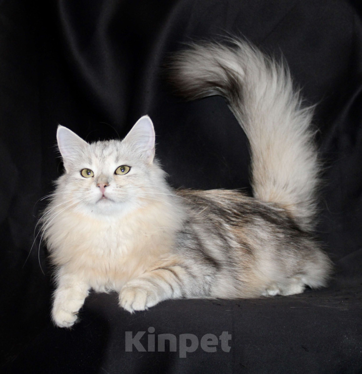 Кошки в Тюмени: Сибирский котёнок Девочка, 15 000 руб. - фото 4