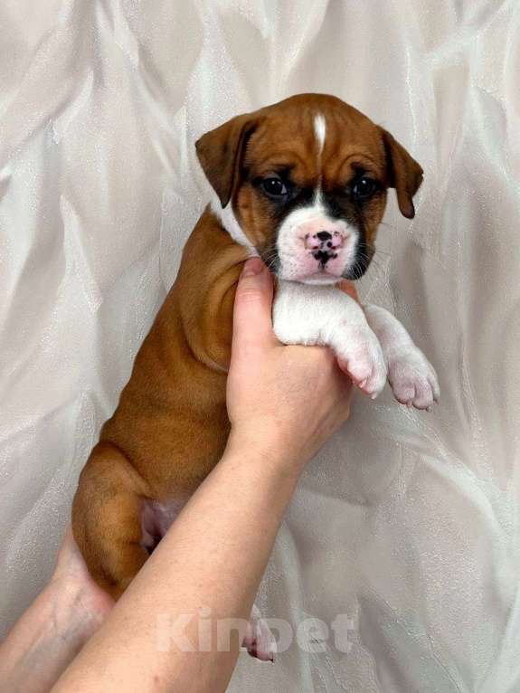 Собаки в Москве: Яркая красотка амстаффа Девочка, 80 000 руб. - фото 6