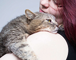Кошки в Москве: САМЫЙ ручной кот Мальчик, Бесплатно - фото 3