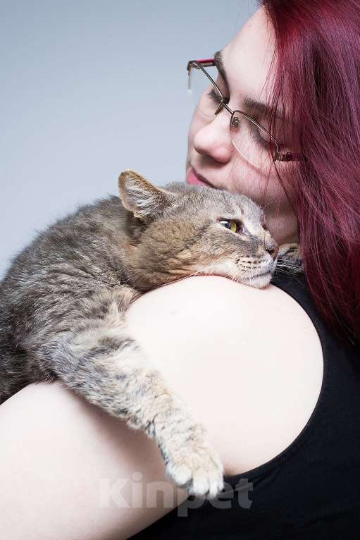 Кошки в Москве: САМЫЙ ручной кот Мальчик, Бесплатно - фото 3