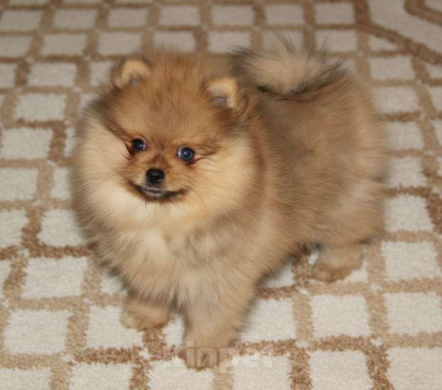 Собаки в Раменском: Девочка шпица Девочка, 50 000 руб. - фото 2