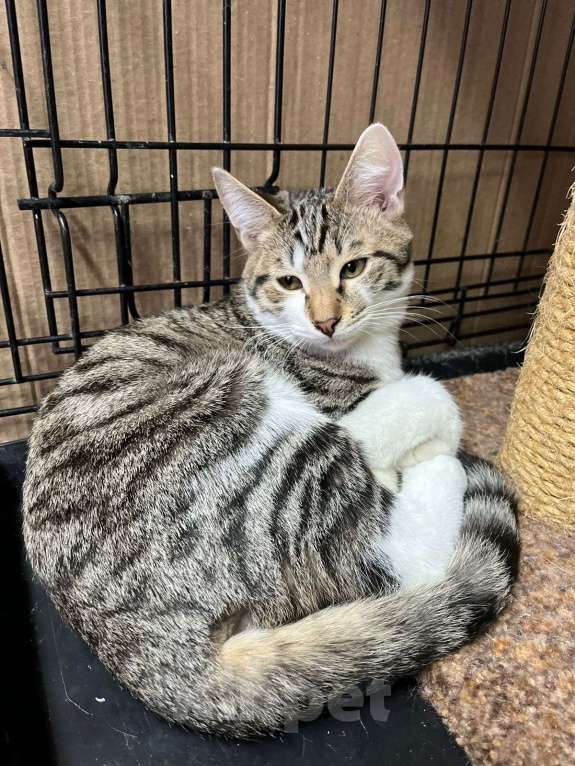 Кошки в Москве: Когтистый сердцелов Мальчик, Бесплатно - фото 2