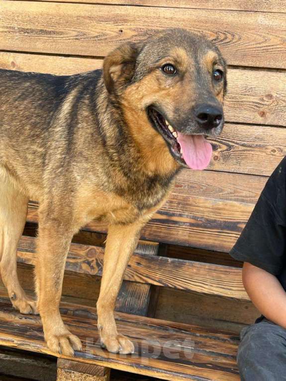 Собаки в Владимире: Девочка в добрые руки Девочка, Бесплатно - фото 4