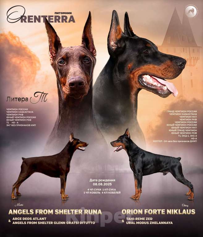 Собаки в Казани: Щенок добермана девочка Девочка, 60 000 руб. - фото 4