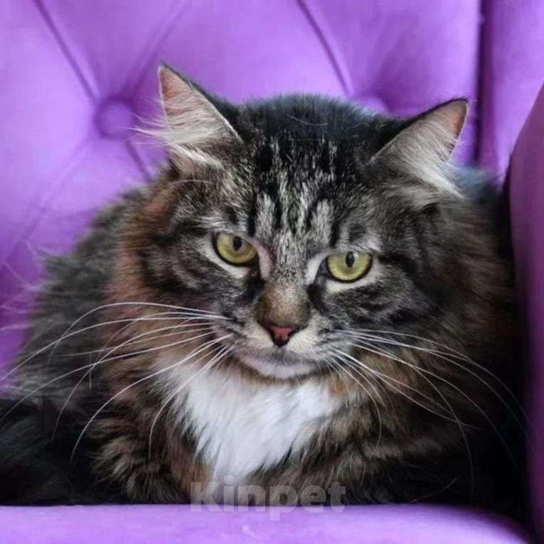 Кошки в Москве: Больше года Рыся томится на передержке без единого отклика  Девочка, Бесплатно - фото 4