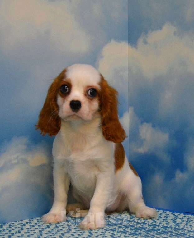 Собаки в Ногинске: Девочка кавалер кинг чарльз спаниель Девочка, 60 000 руб. - фото 1
