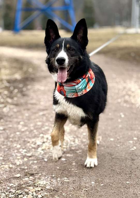 Собаки в Москве: Тимофей ищет дом Мальчик, Бесплатно - фото 6