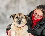 Собаки в других городах Московской области: Почти половину жизни в ожидании своей семьи Девочка, Бесплатно - фото 5