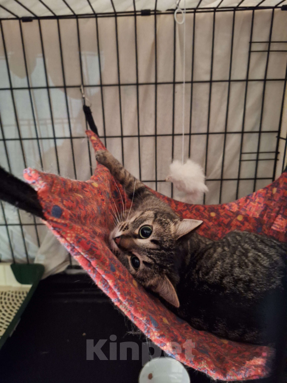 Собаки в Москве: Ласковая, игривая кошка Пикси ищет дом Девочка, Бесплатно - фото 7