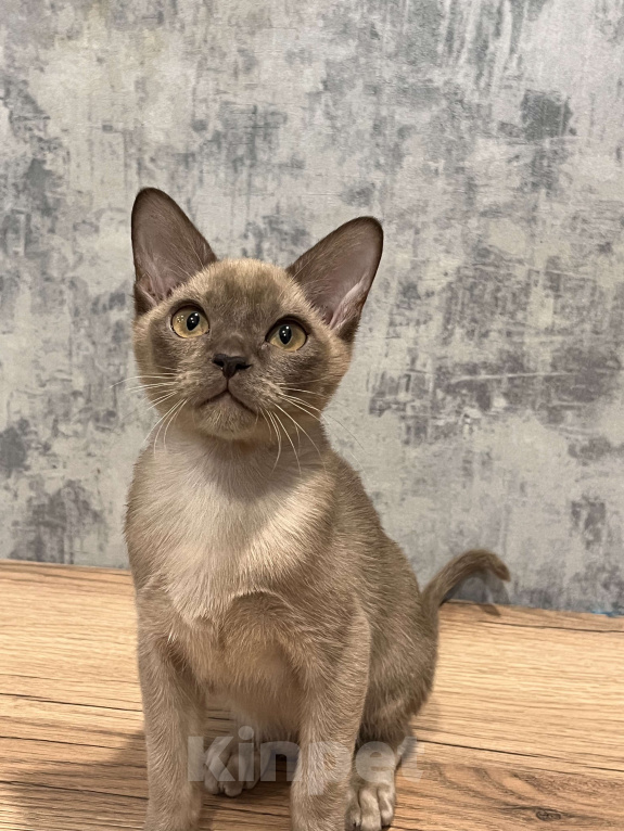 Кошки в Казани: Европейская бурма Мальчик, 60 000 руб. - фото 2