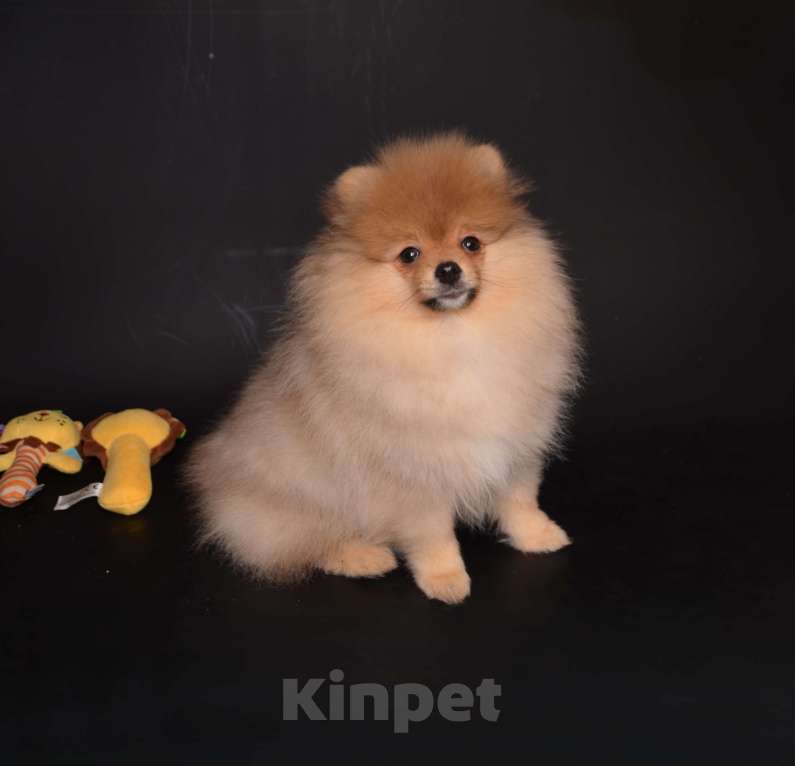 Собаки в Костроме: Щенки немецкого шпица Девочка, 23 000 руб. - фото 2