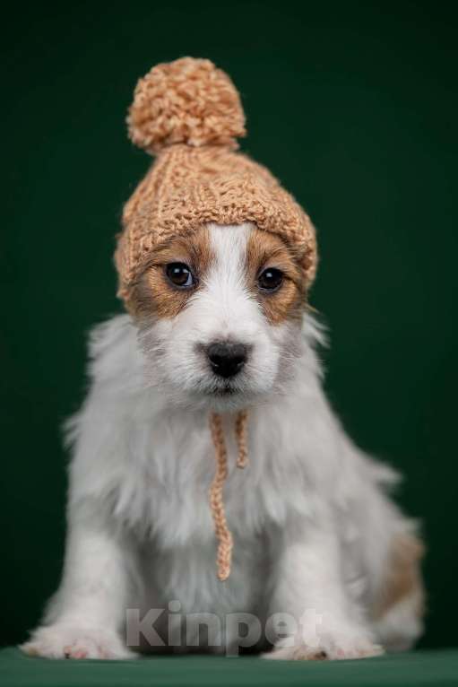 Собаки в Перми: Щенки Джек Рассел терьера Мальчик, 45 000 руб. - фото 4