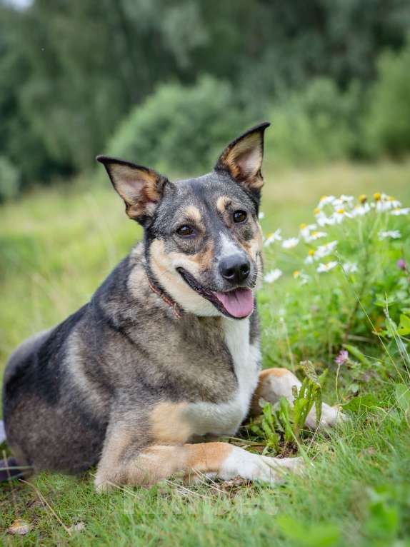 Собаки в Солнечногорске: Фея в добрые руки Девочка, Бесплатно - фото 6