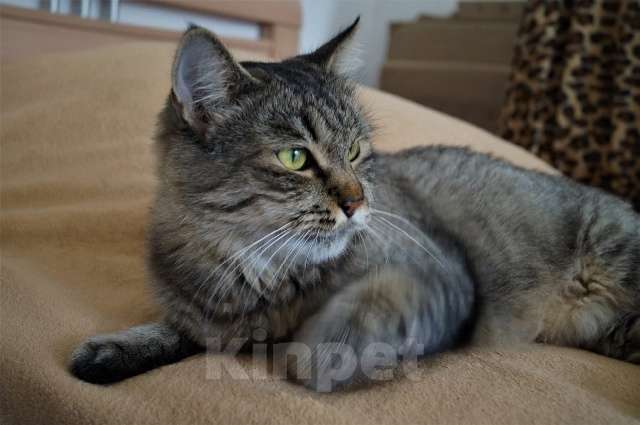 Кошки в Москве: Спокойная и добрая кошка Анфиса в добрые руки Девочка, Бесплатно - фото 2